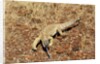 Monitor Lizard by Anonymous