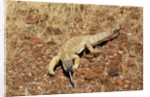 Monitor Lizard by Anonymous