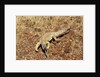 Monitor Lizard by Anonymous