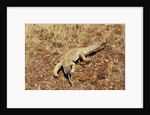Monitor Lizard by Anonymous