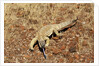 Monitor Lizard by Anonymous