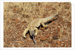 Monitor Lizard by Anonymous