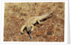 Monitor Lizard by Anonymous