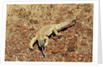 Monitor Lizard by Anonymous