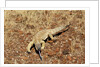 Monitor Lizard by Anonymous
