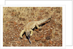 Monitor Lizard by Anonymous