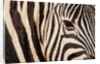Burchell's zebra (Equus burchellii) by Anonymous