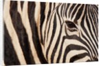 Burchell's zebra (Equus burchellii) by Anonymous