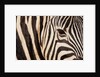 Burchell's zebra (Equus burchellii) by Anonymous