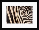 Burchell's zebra (Equus burchellii) by Anonymous