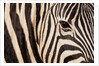 Burchell's zebra (Equus burchellii) by Anonymous