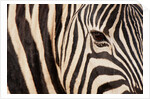 Burchell's zebra (Equus burchellii) by Anonymous