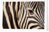Burchell's zebra (Equus burchellii) by Anonymous