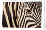 Burchell's zebra (Equus burchellii) by Anonymous
