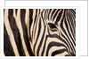 Burchell's zebra (Equus burchellii) by Anonymous