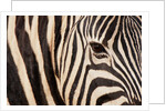 Burchell's zebra (Equus burchellii) by Anonymous