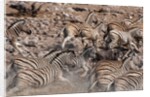 Burchell's zebra (Equus burchellii) by Anonymous
