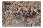 Burchell's zebra (Equus burchellii) by Anonymous
