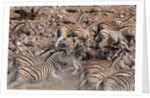 Burchell's zebra (Equus burchellii) by Anonymous
