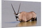 Gemsbok oryx (Oryx gazella gazella) by Anonymous