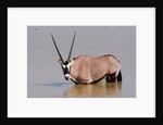 Gemsbok oryx (Oryx gazella gazella) by Anonymous