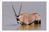 Gemsbok oryx (Oryx gazella gazella) by Anonymous