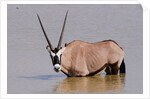 Gemsbok oryx (Oryx gazella gazella) by Anonymous