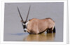 Gemsbok oryx (Oryx gazella gazella) by Anonymous