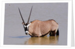 Gemsbok oryx (Oryx gazella gazella) by Anonymous