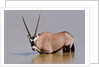 Gemsbok oryx (Oryx gazella gazella) by Anonymous