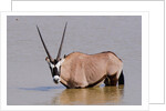Gemsbok oryx (Oryx gazella gazella) by Anonymous