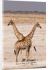 Giraffe (Giraffa camelopardalis) by Anonymous