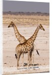 Giraffe (Giraffa camelopardalis) by Anonymous