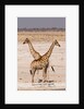 Giraffe (Giraffa camelopardalis) by Anonymous