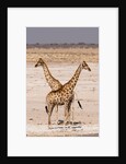 Giraffe (Giraffa camelopardalis) by Anonymous