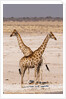 Giraffe (Giraffa camelopardalis) by Anonymous