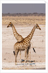Giraffe (Giraffa camelopardalis) by Anonymous