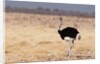 Ostrich (Struthio camelus) by Anonymous