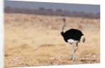 Ostrich (Struthio camelus) by Anonymous