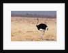 Ostrich (Struthio camelus) by Anonymous