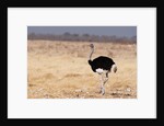 Ostrich (Struthio camelus) by Anonymous