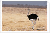 Ostrich (Struthio camelus) by Anonymous