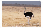 Ostrich (Struthio camelus) by Anonymous