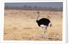 Ostrich (Struthio camelus) by Anonymous