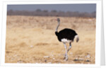 Ostrich (Struthio camelus) by Anonymous