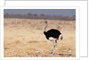 Ostrich (Struthio camelus) by Anonymous
