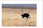 Ostrich (Struthio camelus) by Anonymous