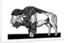 Bison of the Old American West by Anonymous