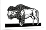 Bison of the Old American West by Anonymous