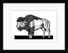 Bison of the Old American West by Anonymous